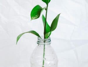 DIY Easy Plastic Bottle Craft Ideas